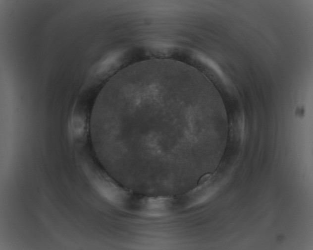 X0000096660134200802051228