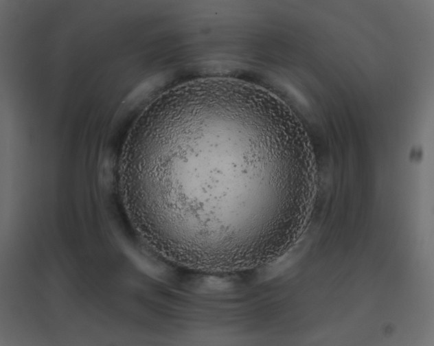 X0000096660166200802051227