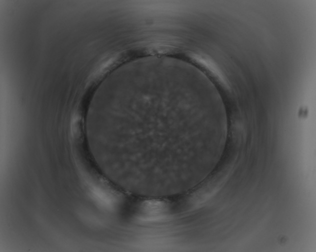 X0000096660169200802051228