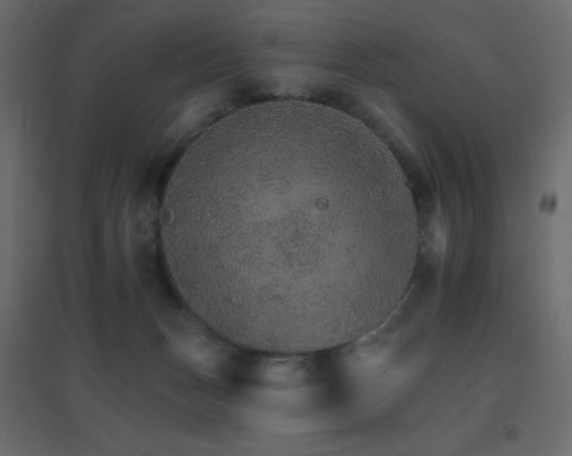 X0000096660175200802051228