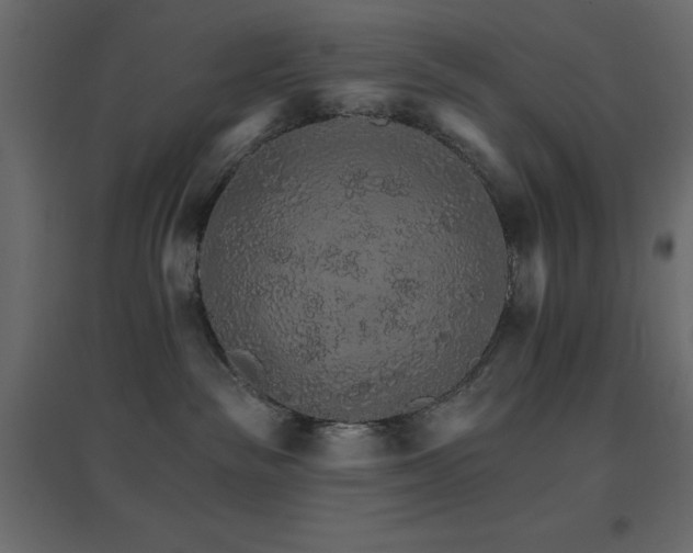 X0000096660189200802051228