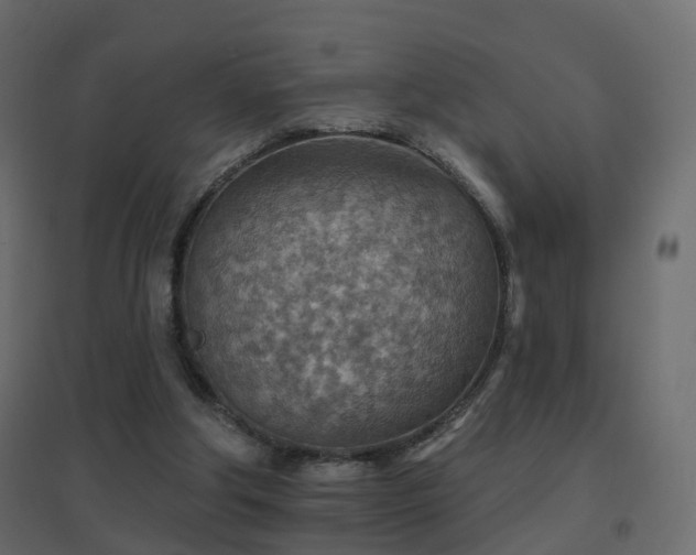 X0000096660202200802051227