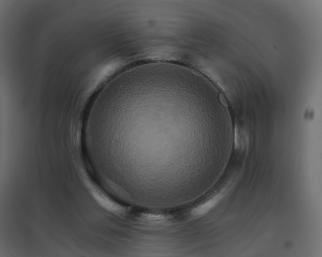 X0000096660205200802051227