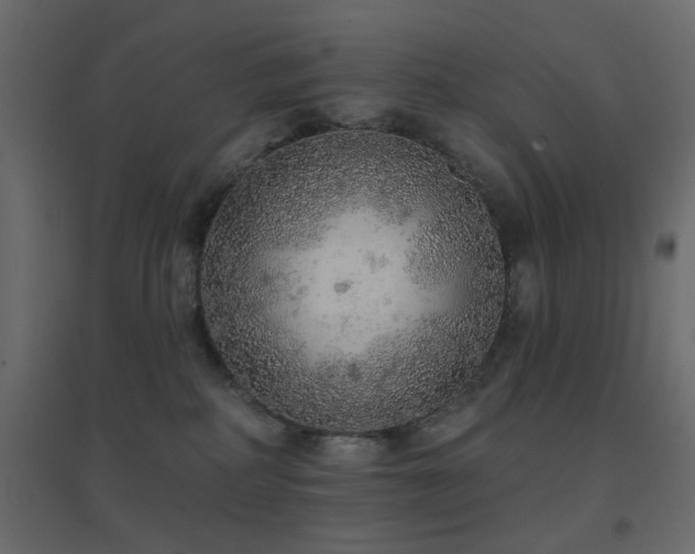 X0000096660234200802051227