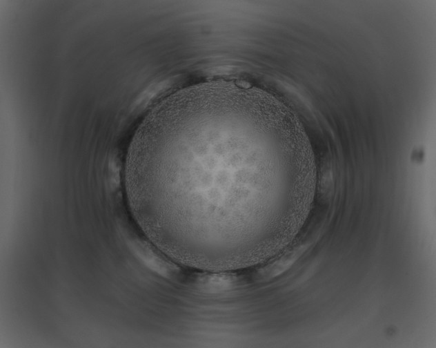 X0000096660282200802051226