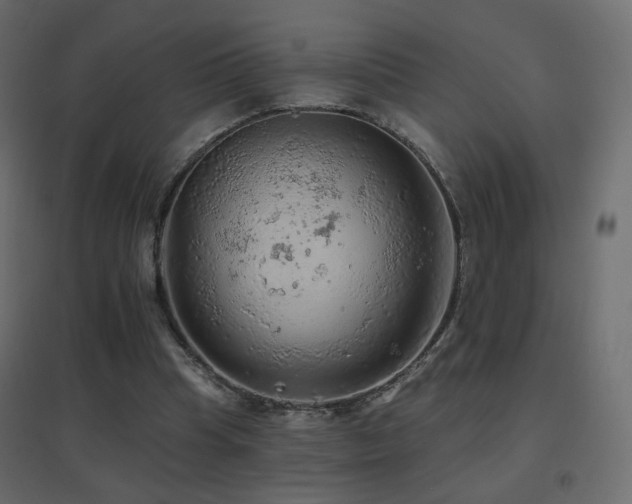 X0000096660345200802051224