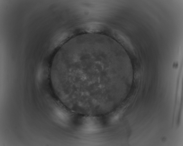 X0000096660367200802051224