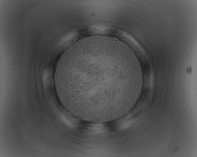 X0000096660377200802051224