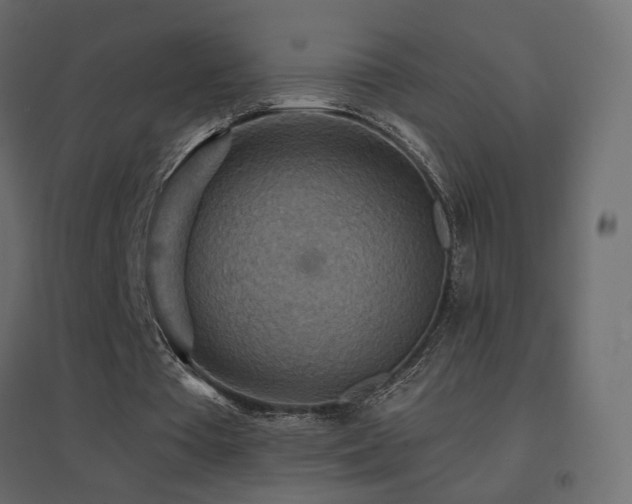 X0000096660385200802051224