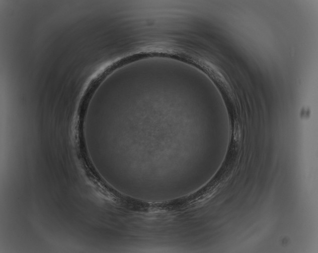 X0000096660388200802051224
