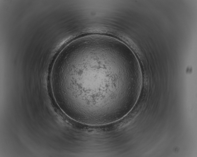 X0000096660434200802051222