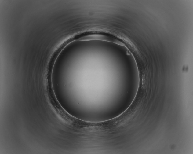 X0000096660436200802051222