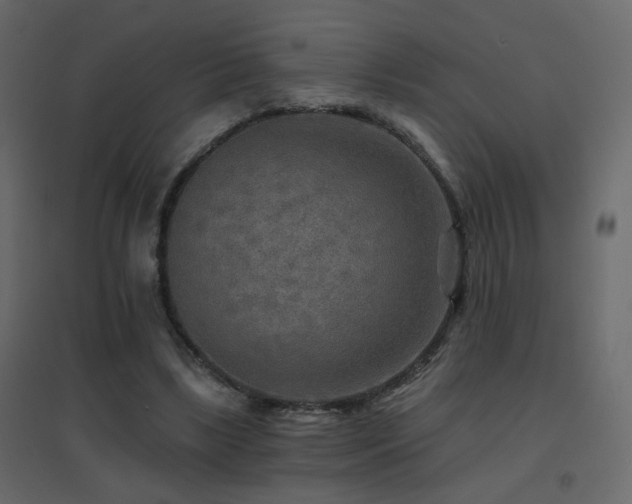 X0000096660443200802051222