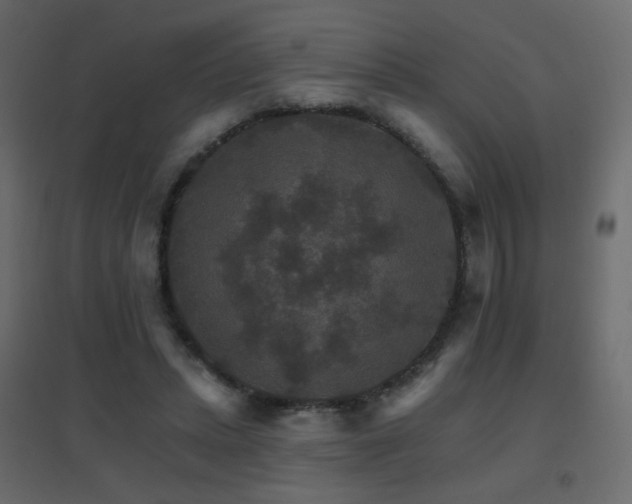 X0000096660447200802051222