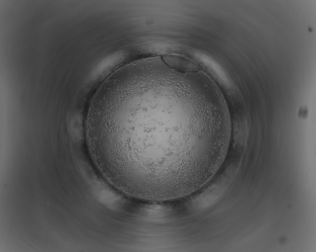 X0000096660453200802051223