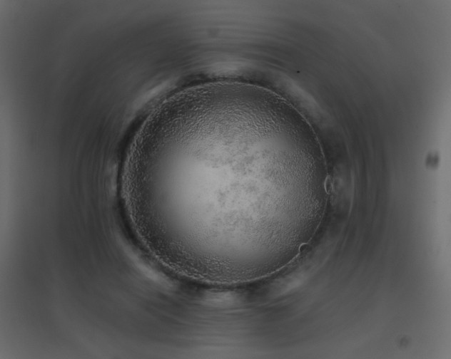 X0000096660454200802051223