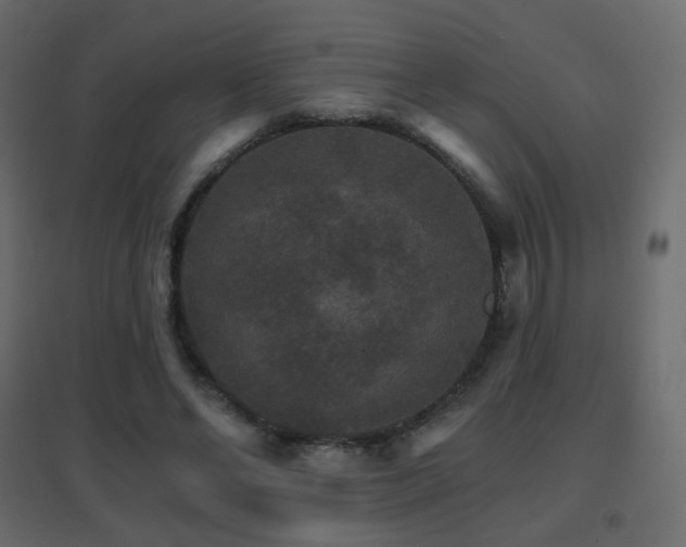 X0000096660494200802051222