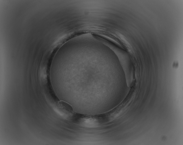 X0000096660500200802051222