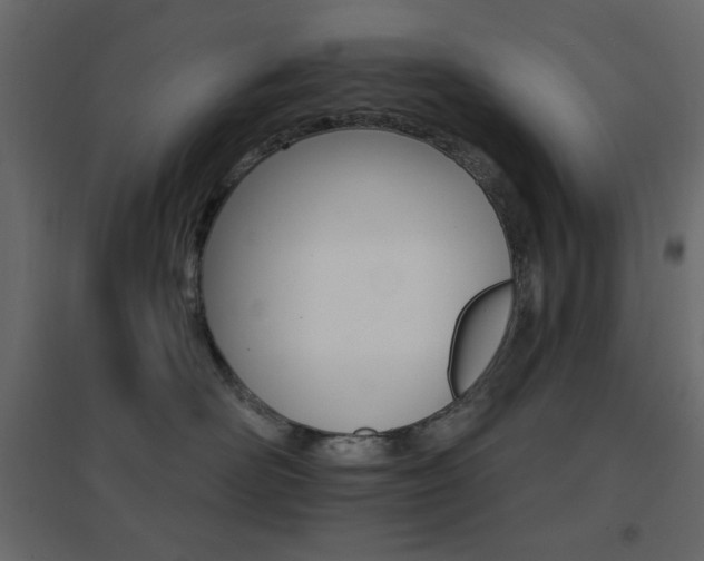 X0000096660526200802051222