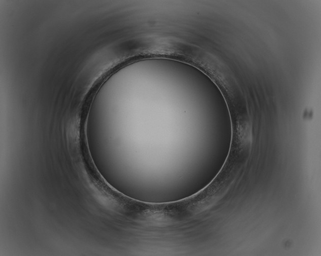 X0000096660534200802051221