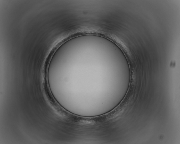 X0000096660582200802051221