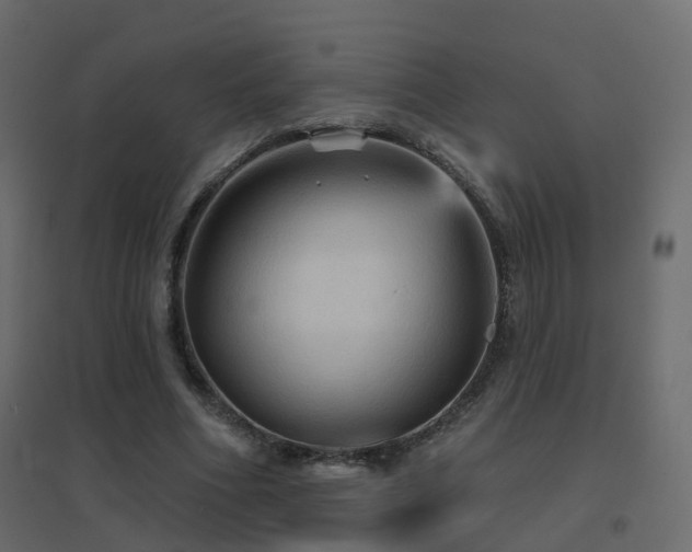 X0000096660586200802051221