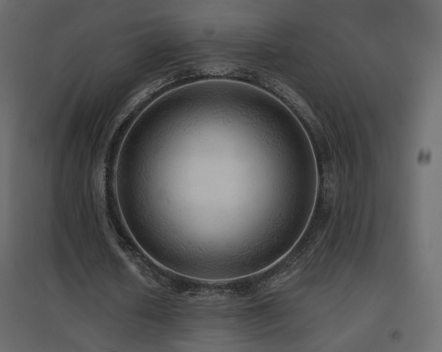 X0000096660626200802051220