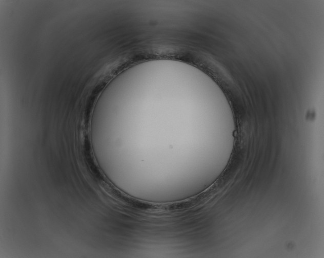 X0000096660644200802051220