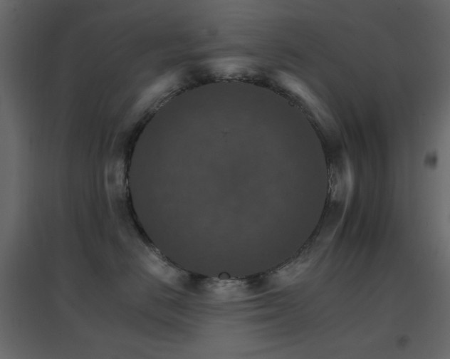 X0000096660670200802051220