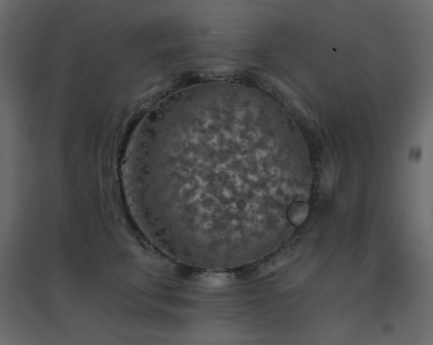 X0000096660711200802051219