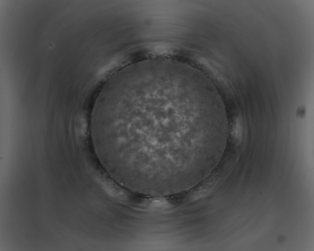 X0000096660715200802051219