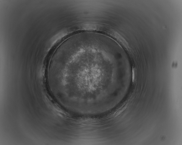 X0000096660723200802051218