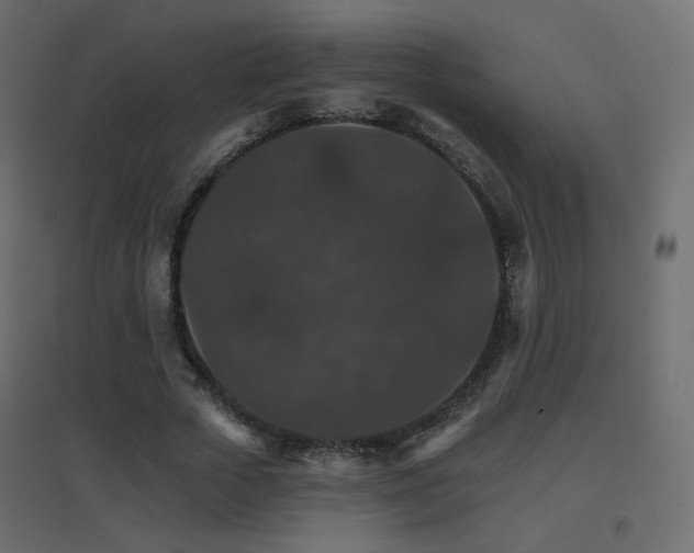 X0000096660729200802051218