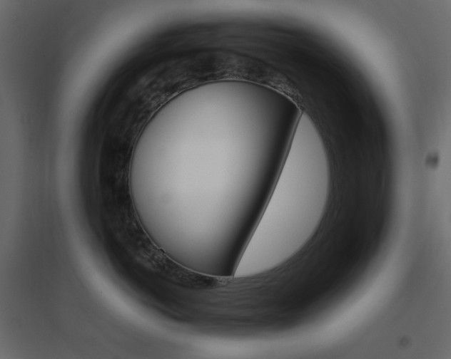 X0000096660766200802051219