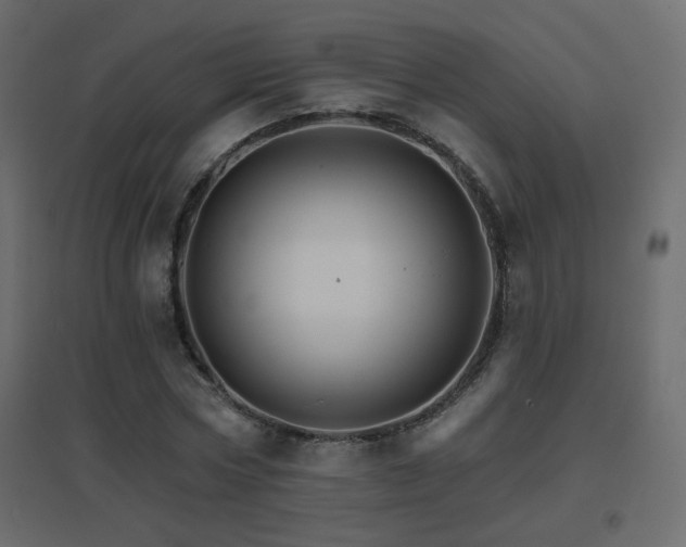 X0000096660778200802051218