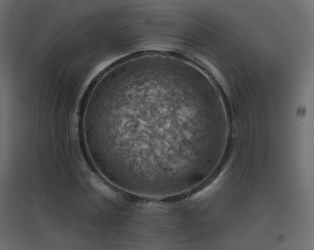 X0000096660779200802051218