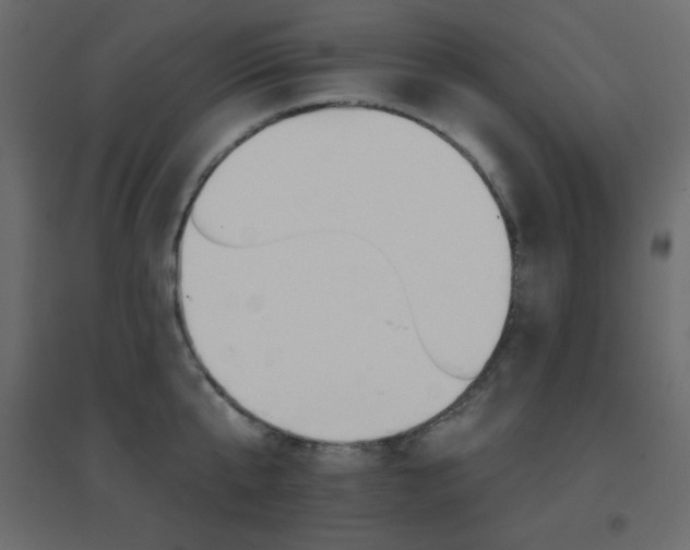 X0000096660807200802051217