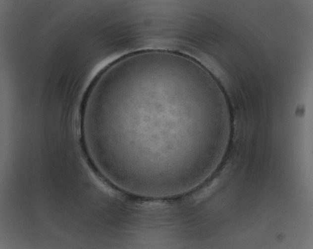 X0000096660838200802051217