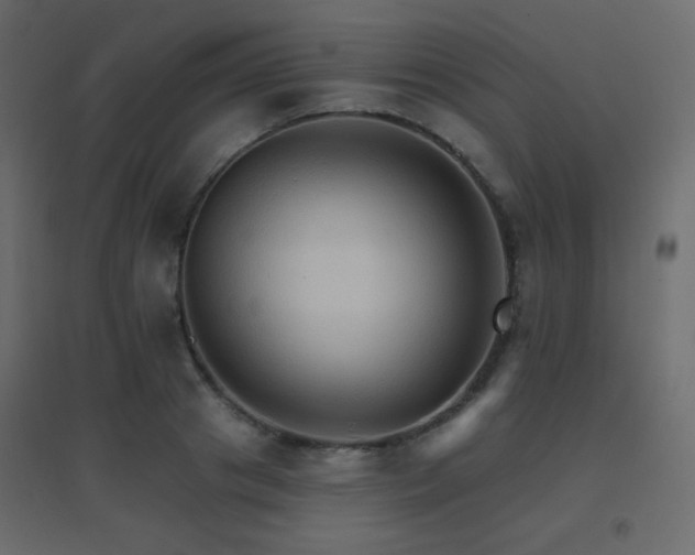 X0000096660841200802051217