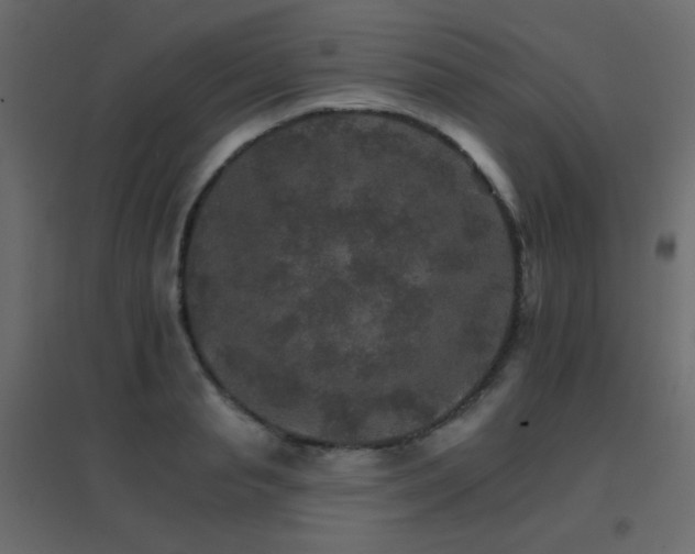 X0000096660845200802051217