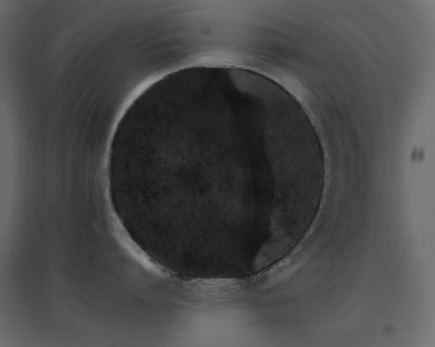 X0000096660864200802051217