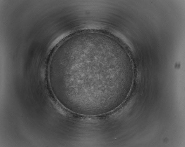 X0000096660874200802051216