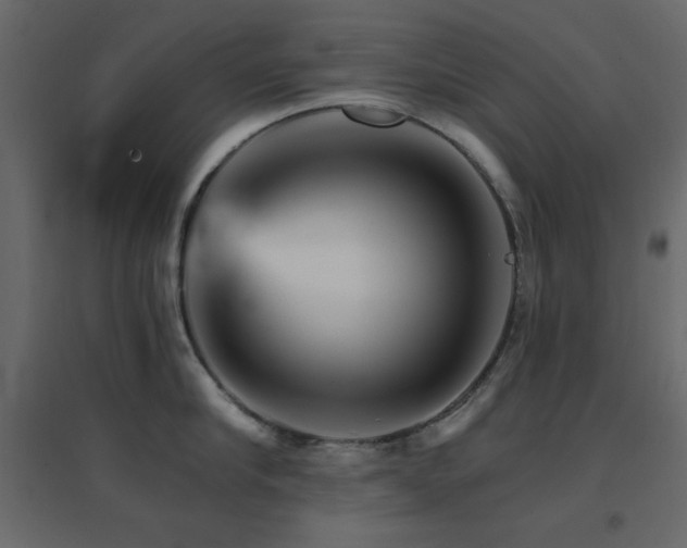 X0000096660910200802051215