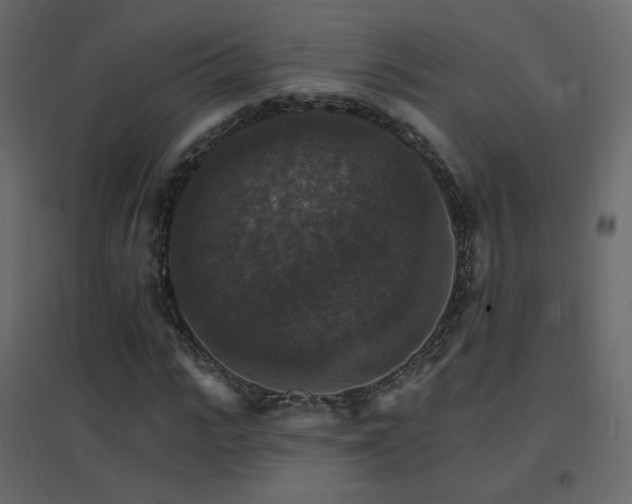 X0000096660919200802051215