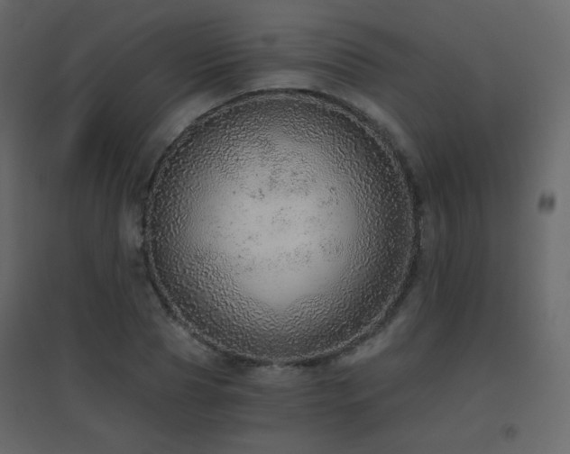 X0000096660929200802051215