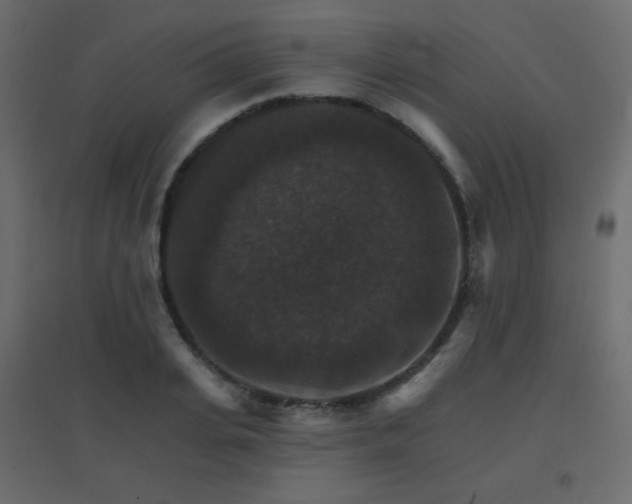 X0000096660935200802051215