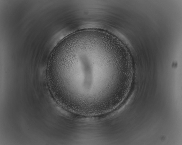 X0000096660937200802051215