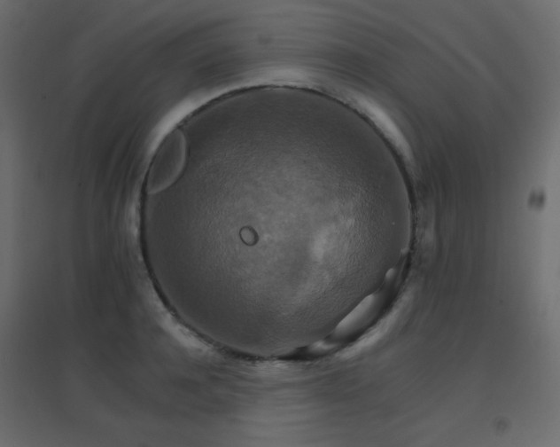 X0000096660944200802051215