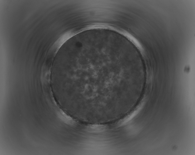X0000096660953200802051215