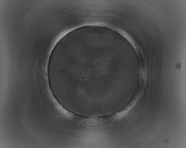 X0000096660959200802051215